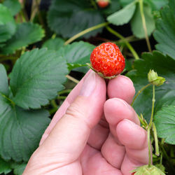 Cropped image of hand holding strawberry