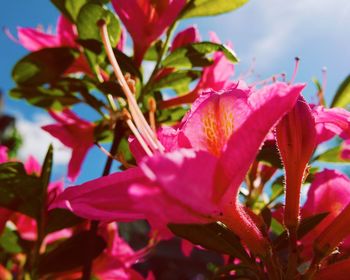 Close-up of pink flowers