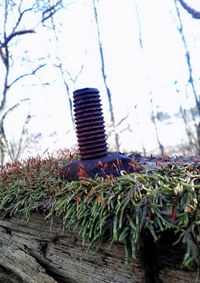 Low angle view of plants against sky