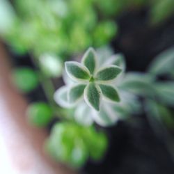 Close-up of plant