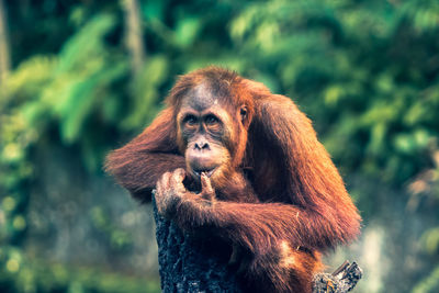 Close-up of a monkey