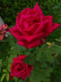 Close-up of red rose