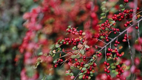 Close-up of red berries growing on tree