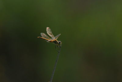 Close-up of insect on leaf