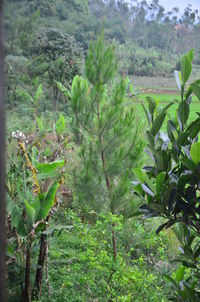Close-up of fresh green plants and trees in field