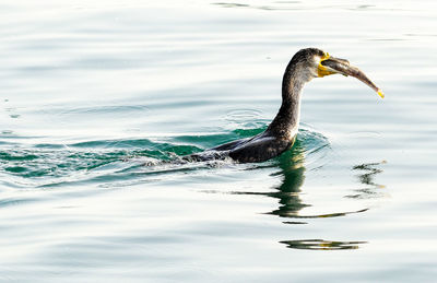 Bird holding fish in lake