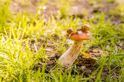 Beautiful mashroom in grass with snail on hat, backlight macro shoot