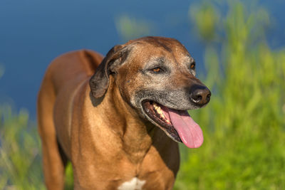 Close-up of a dog looking away