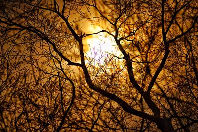 Low angle view of bare tree against sky