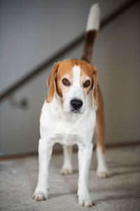 pet