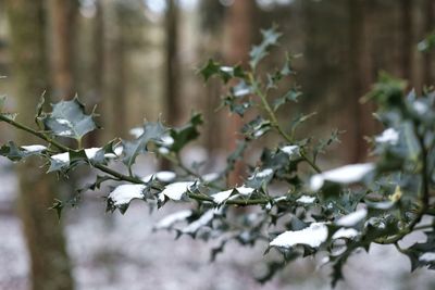 Close-up of tree branch