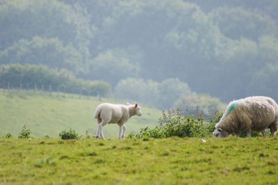 Sheep grazing in a field