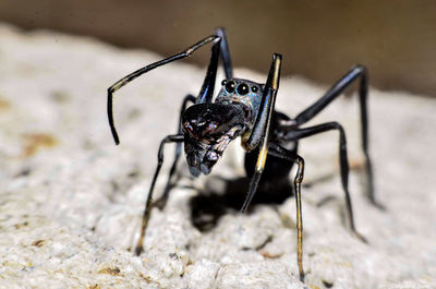 Close-up of insect