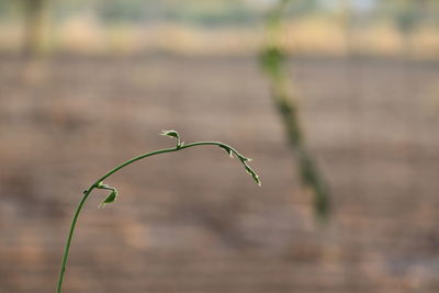 Close-up of plant