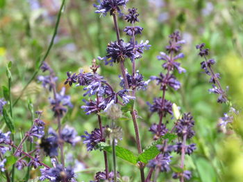 Close-up of purple flowering plant