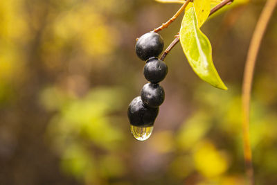 Close-up of water drops on plant