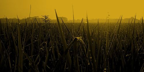Crops growing on field against sky during sunset