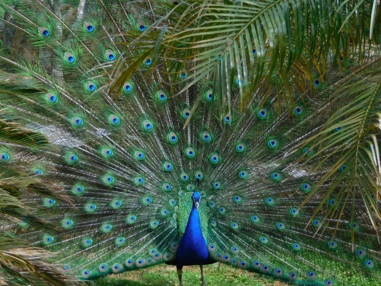 CLOSE-UP OF PEACOCK WITH FEATHERS