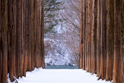 Snow covered pine trees in forest during winter