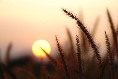 Close-up of wheat growing on field against sky during sunset