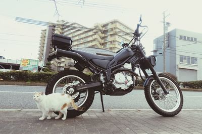 Side view of a dog on the road