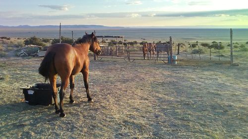 Horses standing in ranch against sky