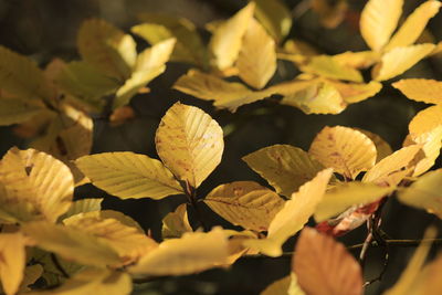 Close-up of flowers