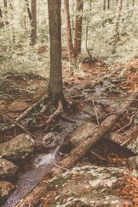 Trees in forest