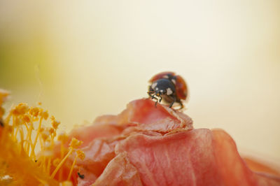 Close-up of insect on red flower