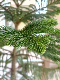 Low angle view of tree against sky