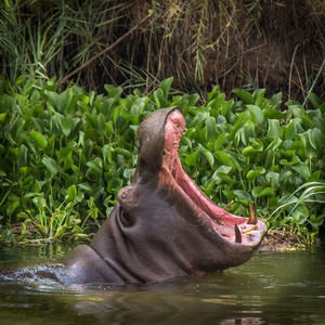 Hippopotamus yawning in pond