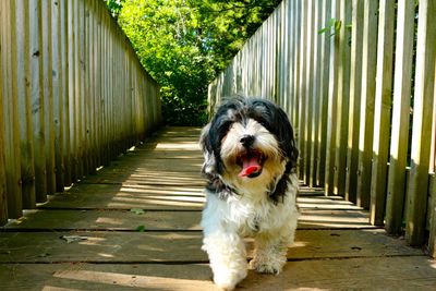 Portrait of dog