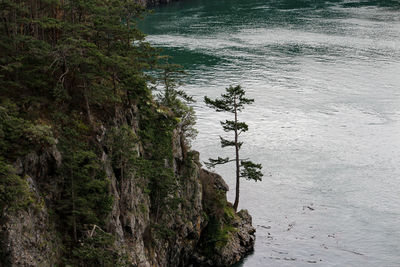 High angle view of river amidst trees in forest