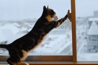 Cat looking through window