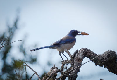 Low angle view of bird perching on branch against sky