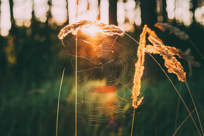 Close-up of spider web on plant