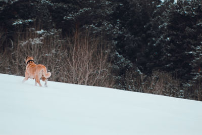 Dog standing on snow covered land