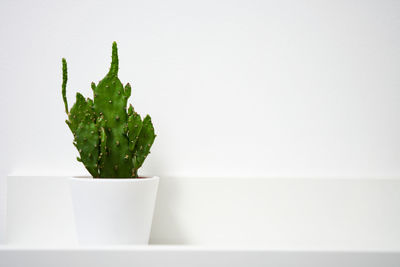 Close-up of potted plant on table