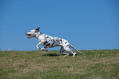 View of a dog running on field