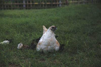 View of a dog on field