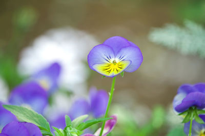 Close-up of purple flowering plant