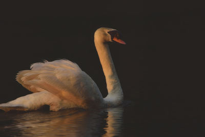 Swan swimming in lake