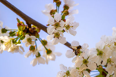 Close-up of cherry blossoms against sky