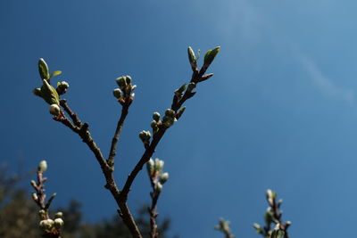 Low angle view of buds growing on plant against blue sky