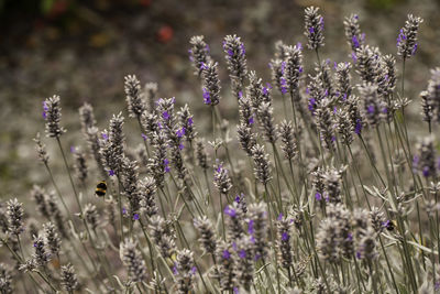 Close-up of bee on purple flowers