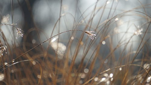 Close-up of wet plants on field