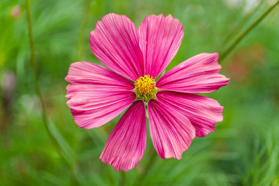 Close-up of cosmos flower blooming at park