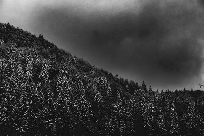 Low angle view of trees against sky in forest