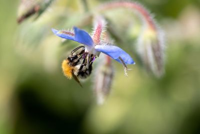 Close-up of bee pollinating on purple flower