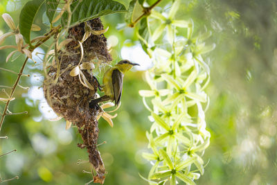 Close-up of insect on plant